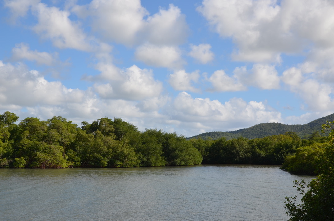 Mangrove Martinique